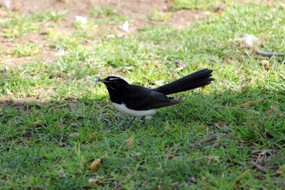 Willie Wagtail (Rhipidura leucophrys)