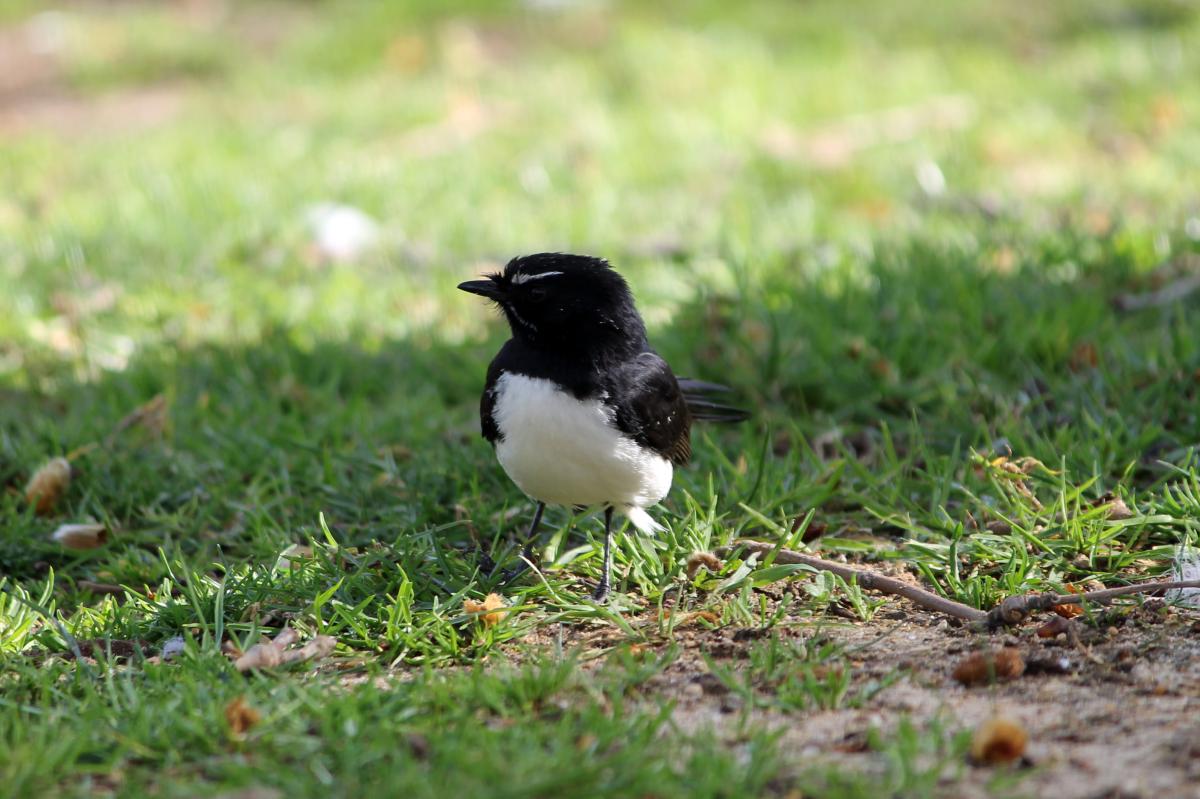 Willie Wagtail (Rhipidura leucophrys)