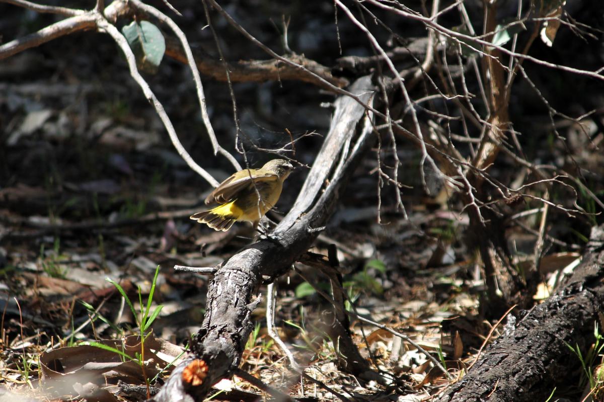 Yellow-rumped Thornbill (Acanthiza chrysorrhoa)