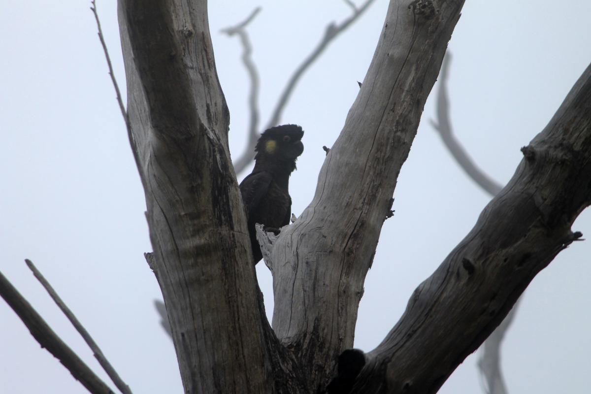 Yellow-tailed Black Cockatoo (Calyptorhynchus funereus)