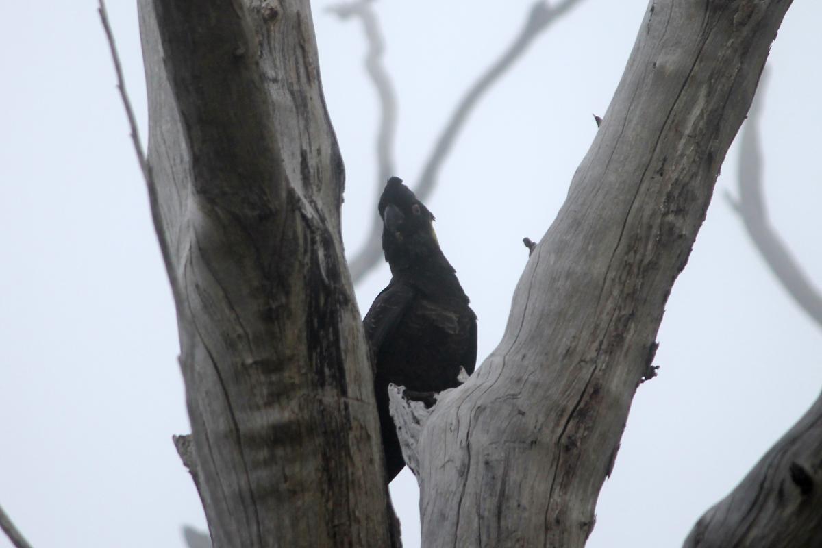 Yellow-tailed Black Cockatoo (Calyptorhynchus funereus)