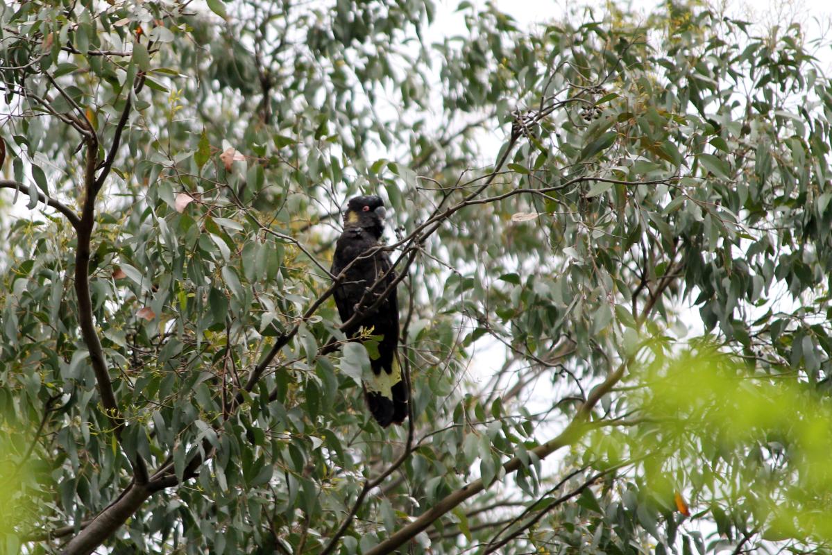 Yellow-tailed Black Cockatoo (Calyptorhynchus funereus)