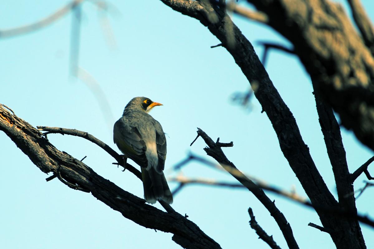 Yellow-throated Miner (Manorina flavigula)