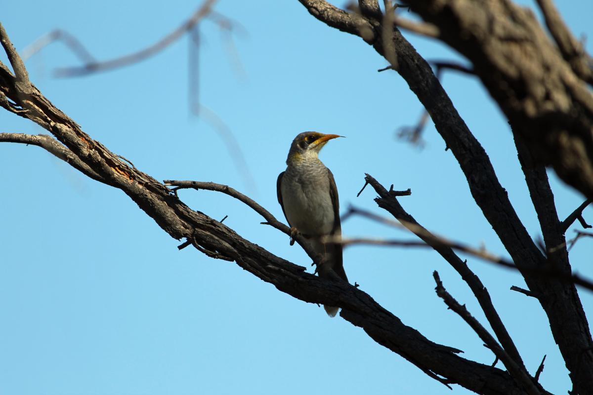 Yellow-throated Miner (Manorina flavigula)