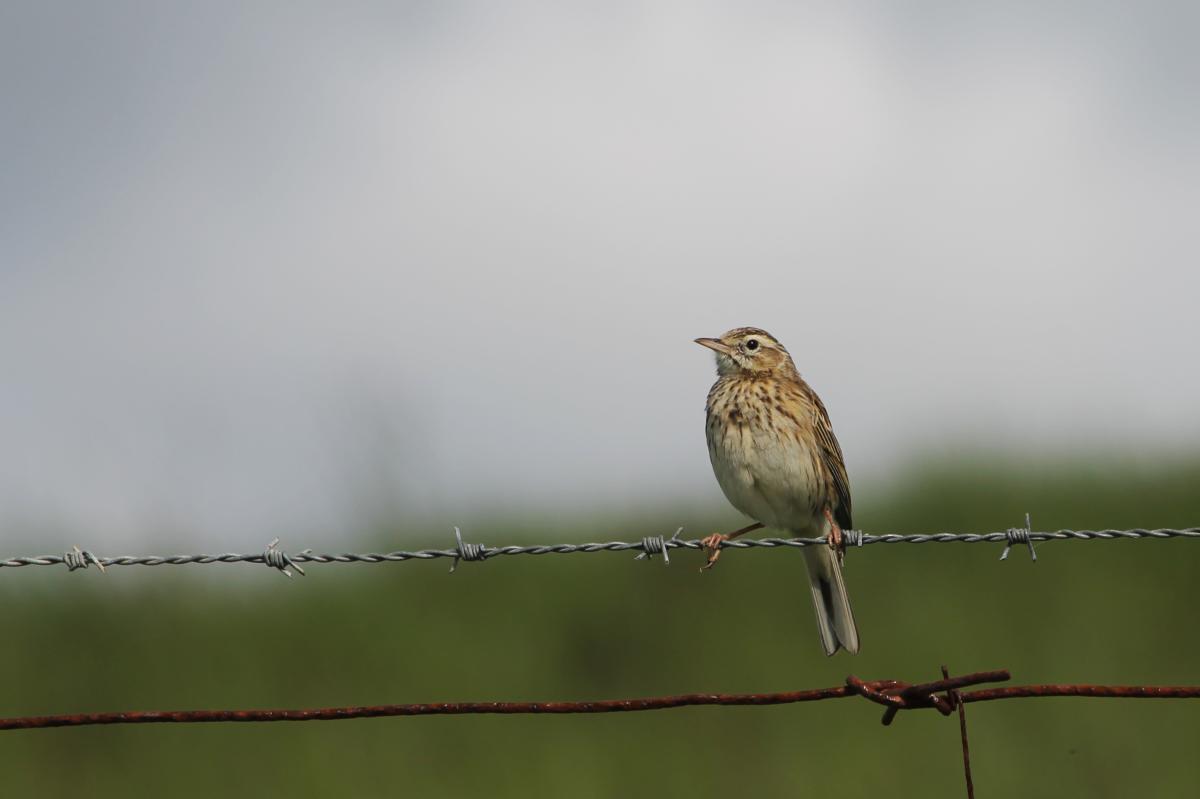 Australasian Pipit (Anthus novaeseelandiae)