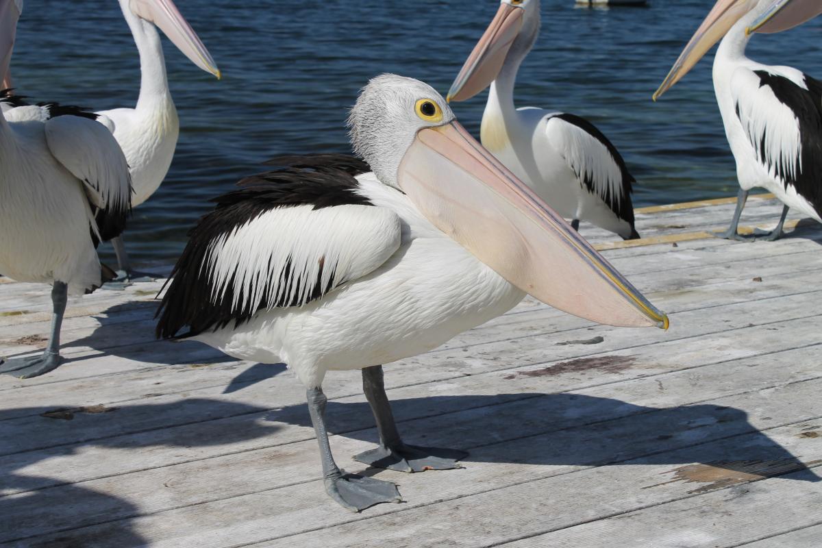 Australian Pelican (Pelecanus conspicillatus)