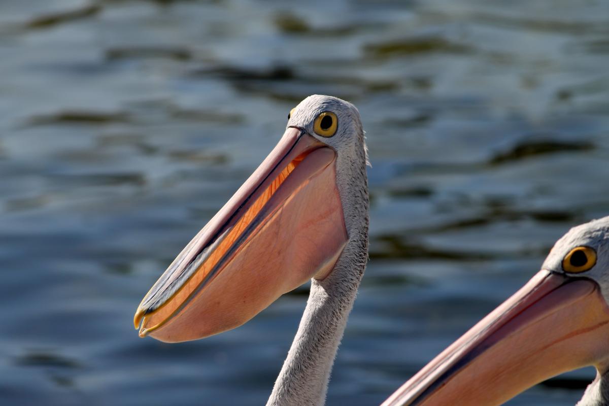 Australian Pelican (Pelecanus conspicillatus)