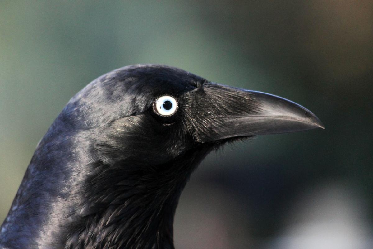 Australian Raven (Corvus coronoides)