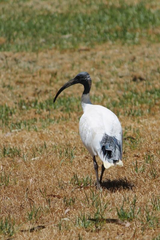 Australian White Ibis (Threskiornis molucca)