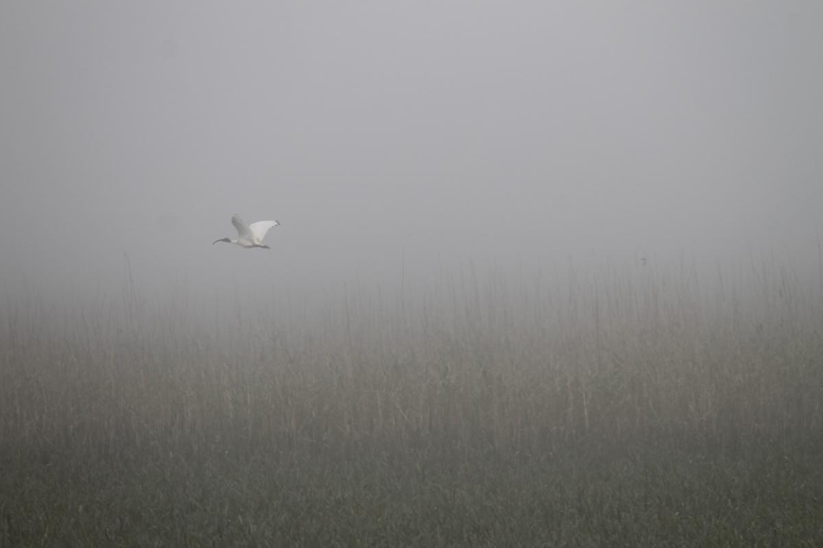 Australian White Ibis (Threskiornis molucca)