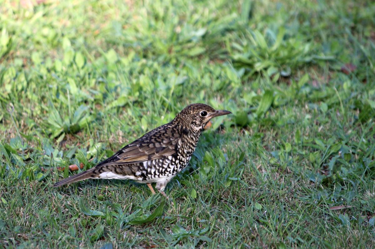 Bassian Thrush (Zoothera lunulata)