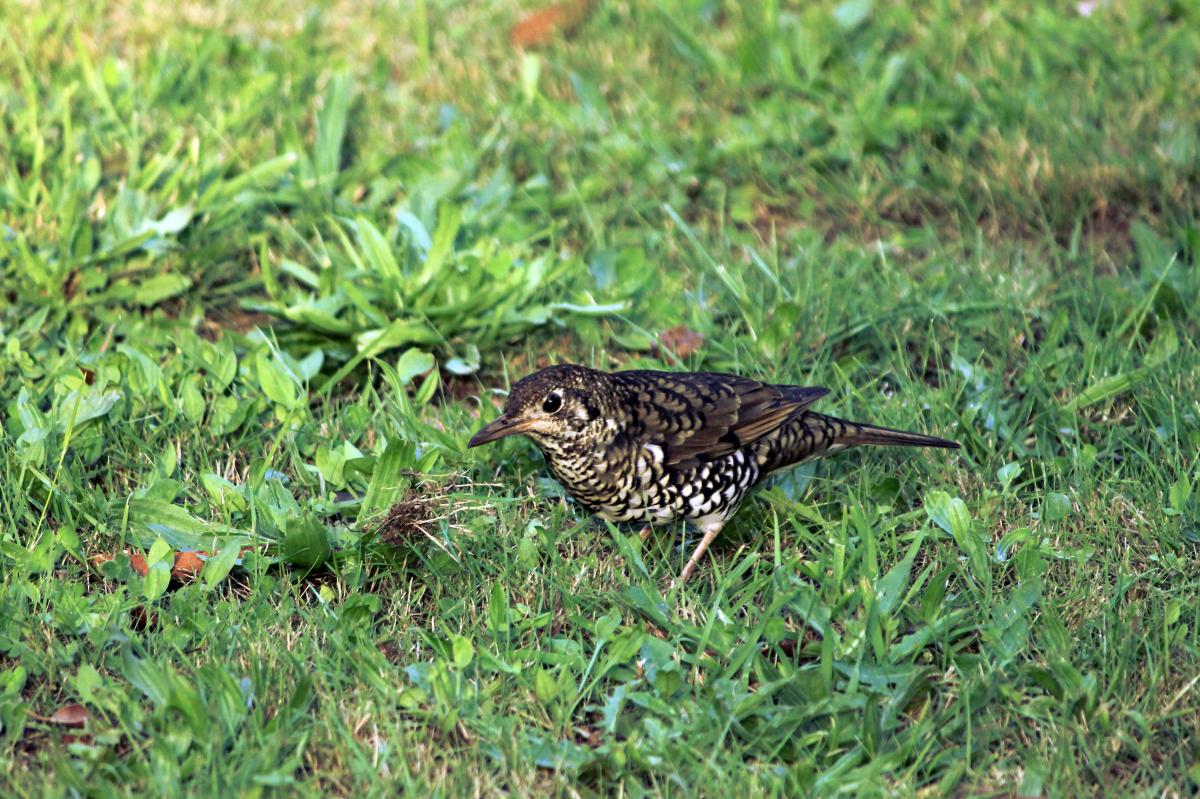 Bassian Thrush (Zoothera lunulata)