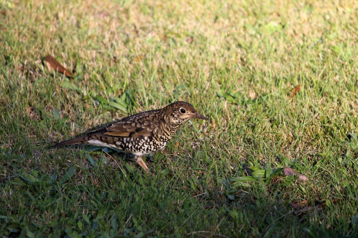 Bassian Thrush (Zoothera lunulata)