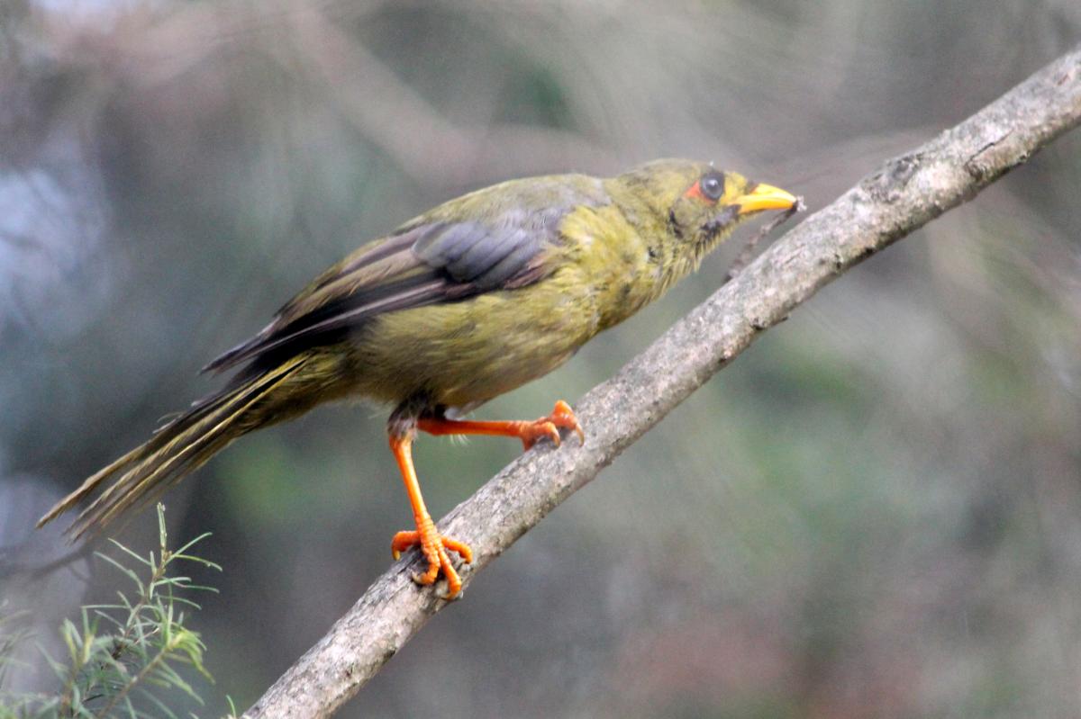 Bell Miner (Manorina melanophrys)