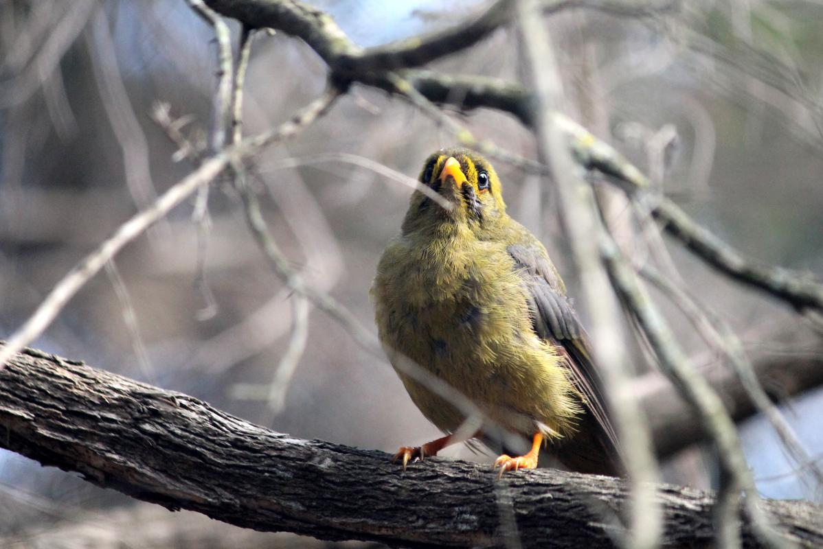 Bell Miner (Manorina melanophrys)