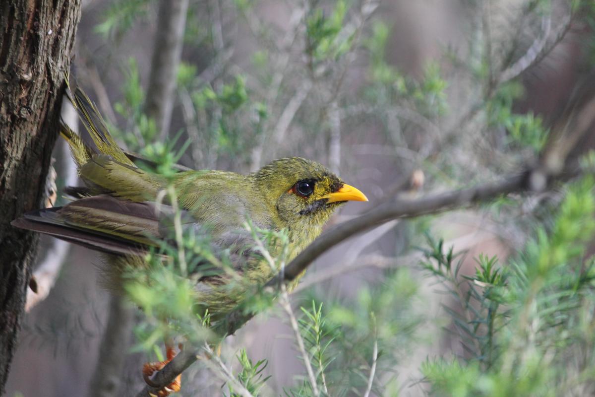 Bell Miner (Manorina melanophrys)