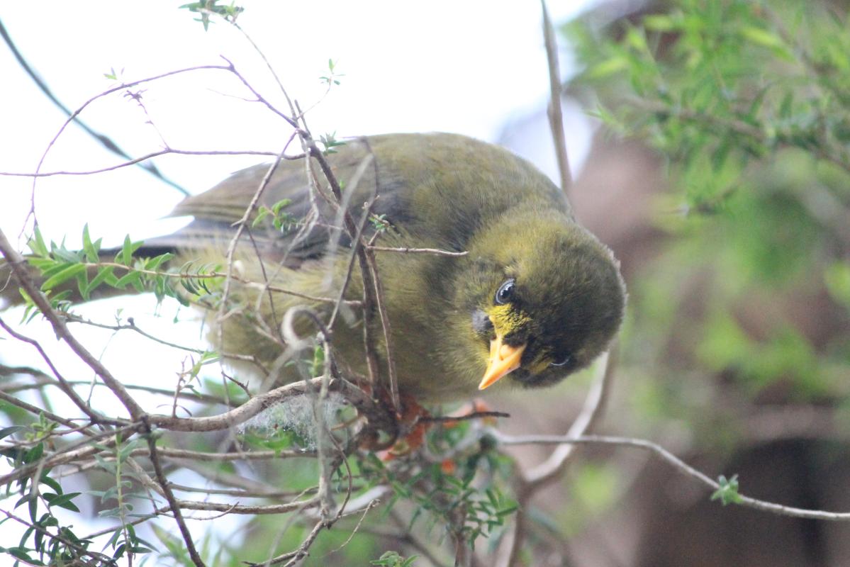 Bell Miner (Manorina melanophrys)