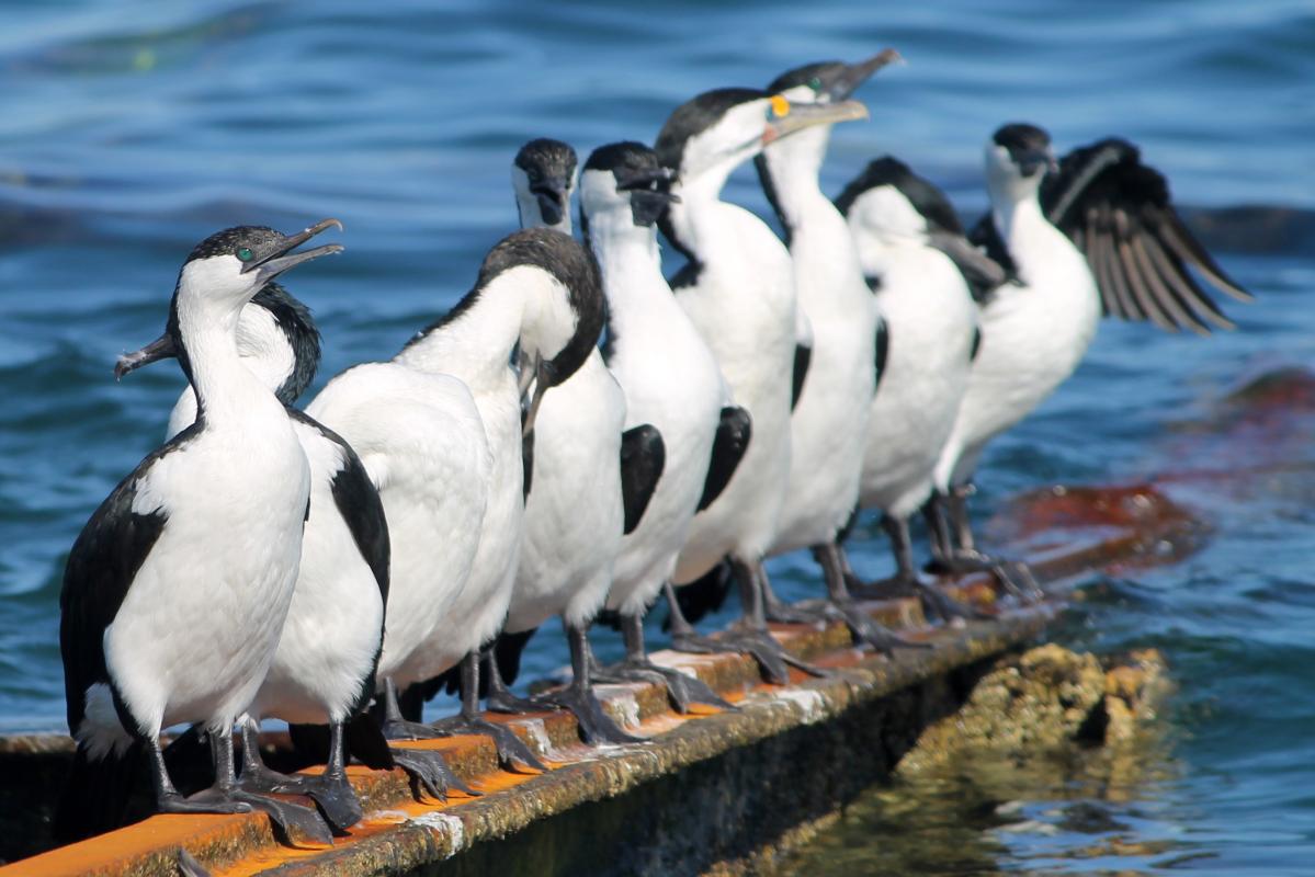 Black-faced Cormorant (Phalacrocorax fuscescens)