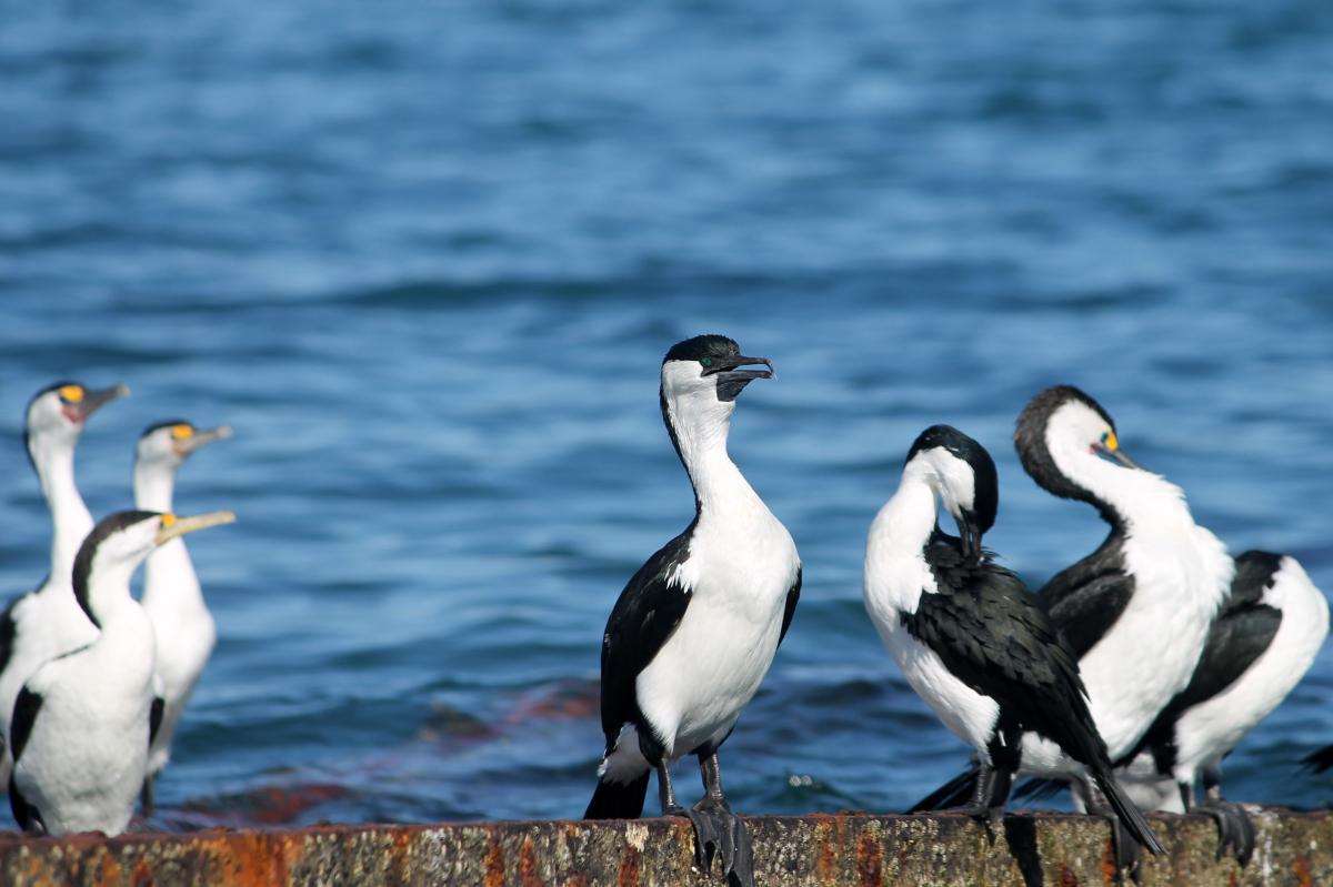 Black-faced Cormorant (Phalacrocorax fuscescens)