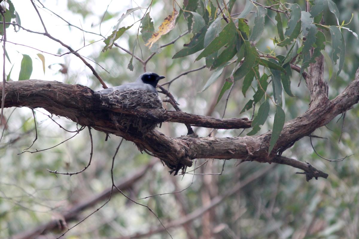 Black-faced Cuckoo-shrike (Coracina novaehollandiae)