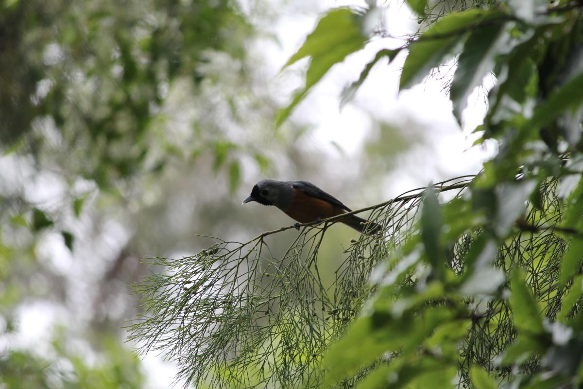 Black-faced Monarch (Monarcha melanopsis)