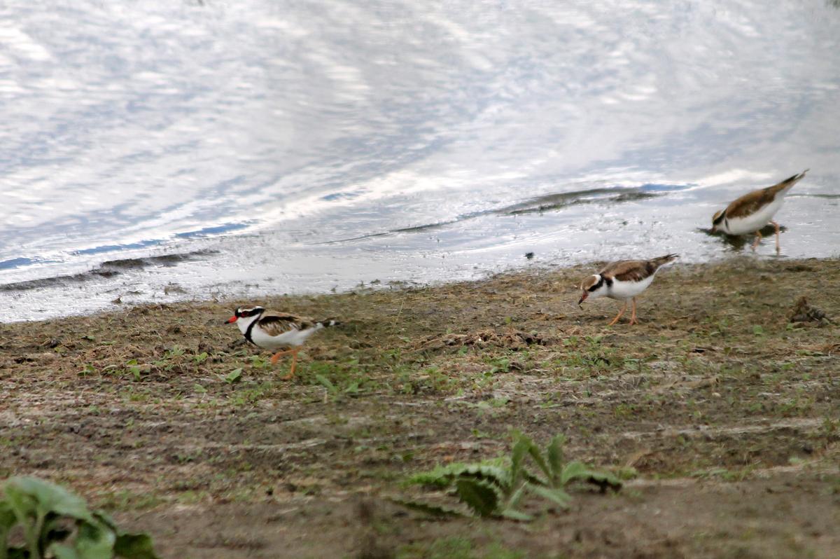 Black-fronted Dotterel (Elseyornis melanops)