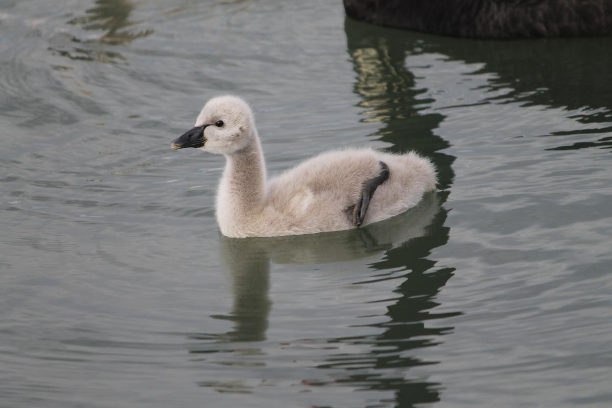 Black Swan (Cygnus atratus)