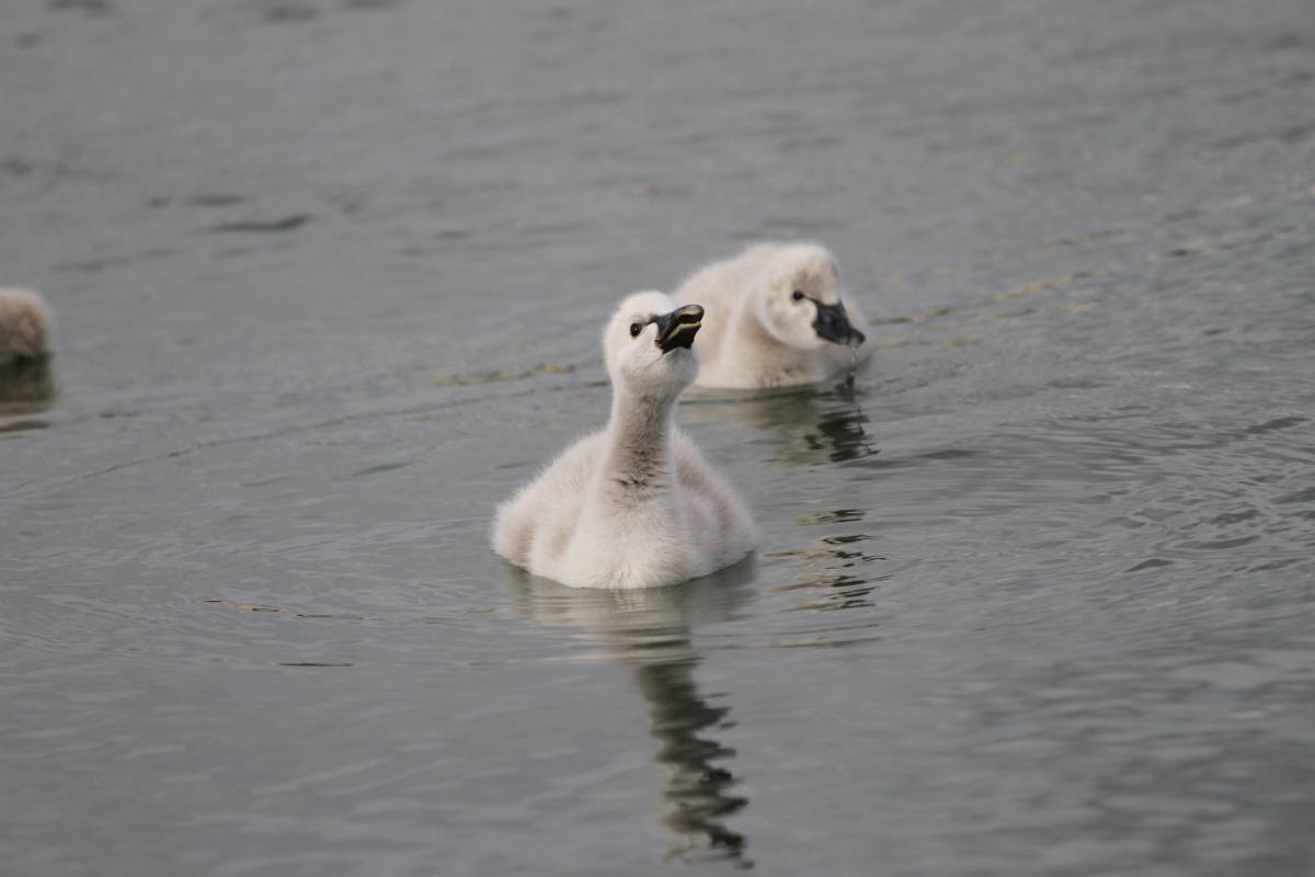 Black Swan (Cygnus atratus)