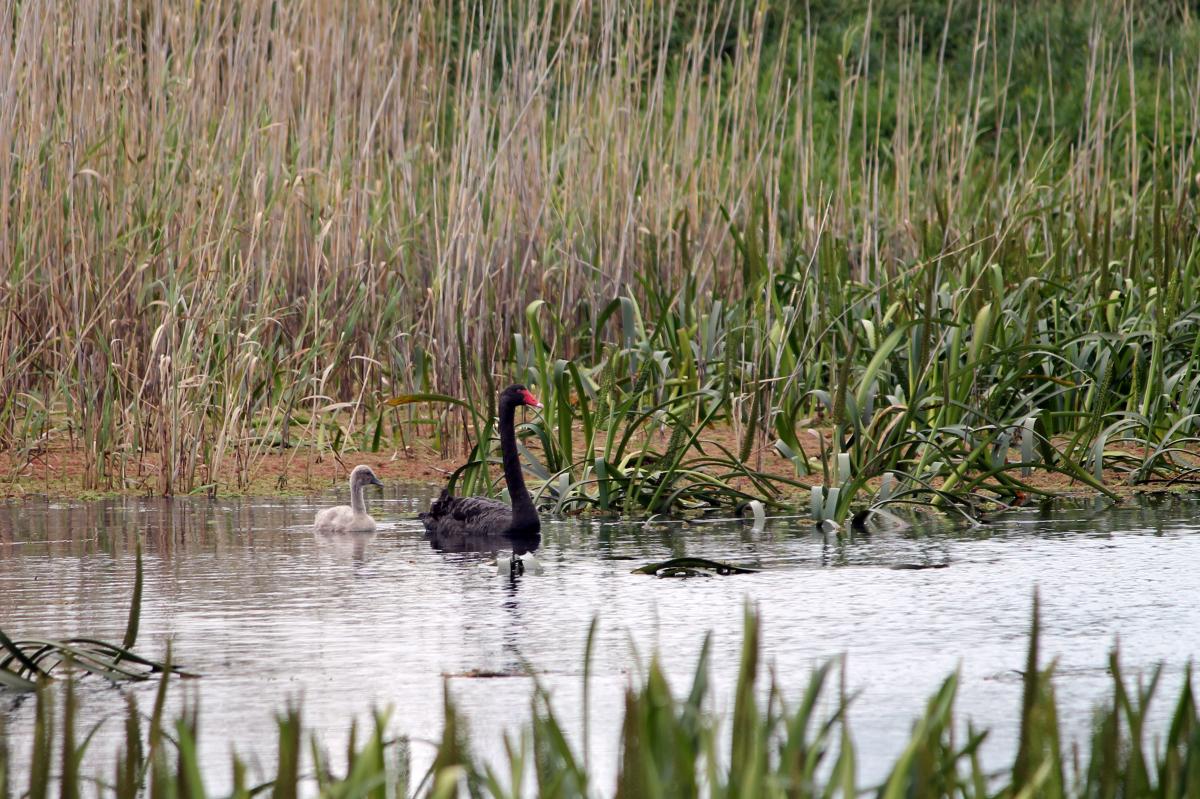 Black Swan (Cygnus atratus)