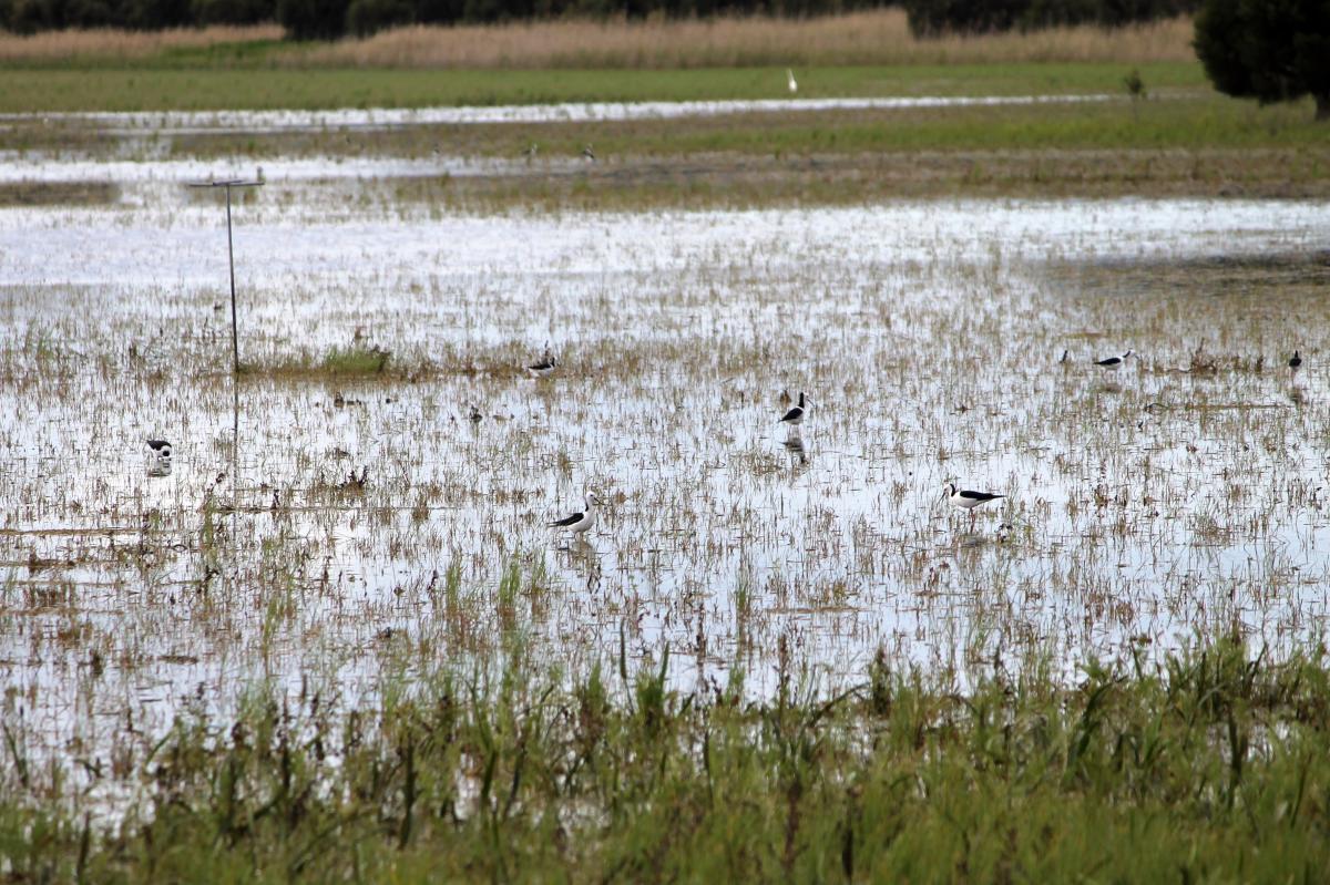 Black-winged Stilt (Himantopus himantopus)