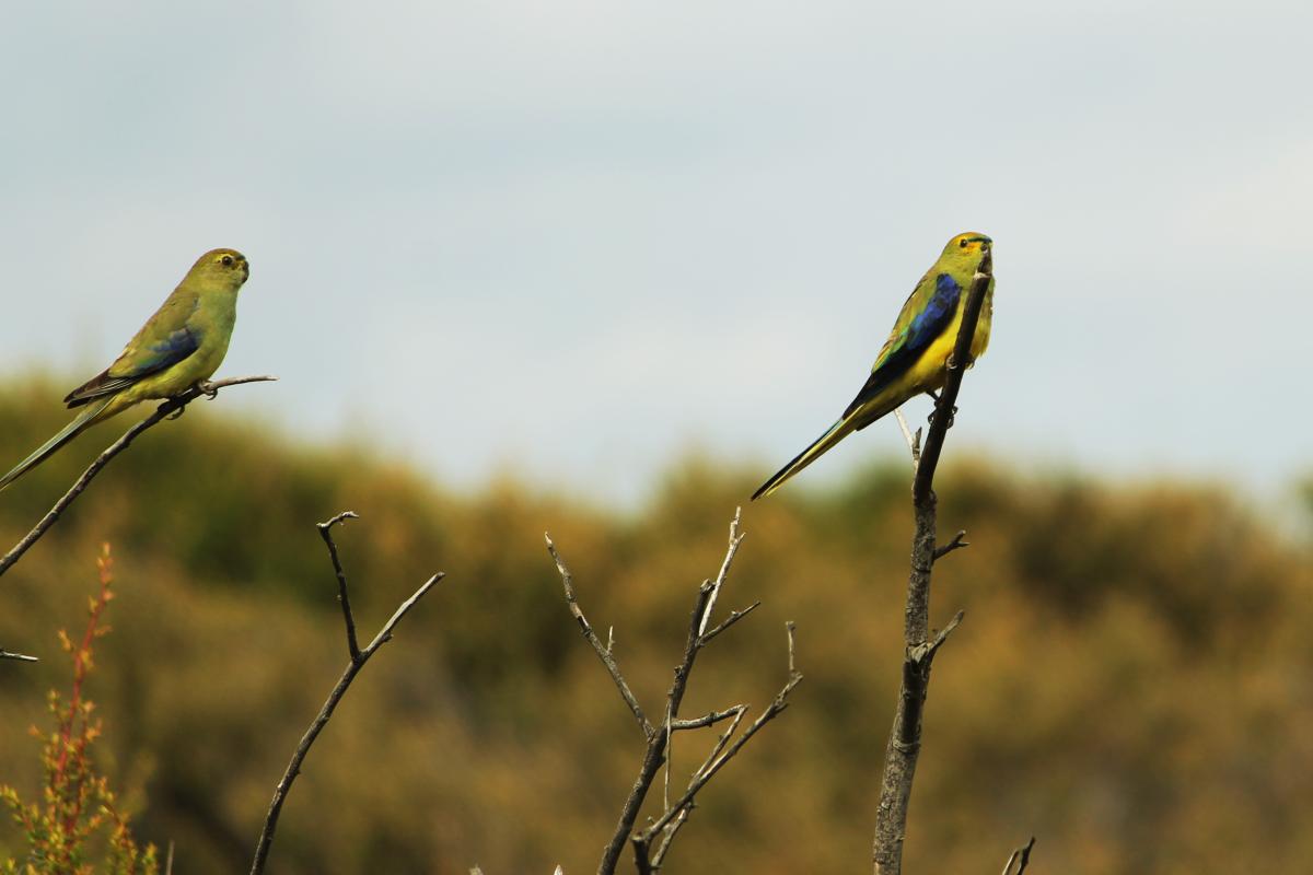 Blue-winged Parrot (Neophema chrysostoma)