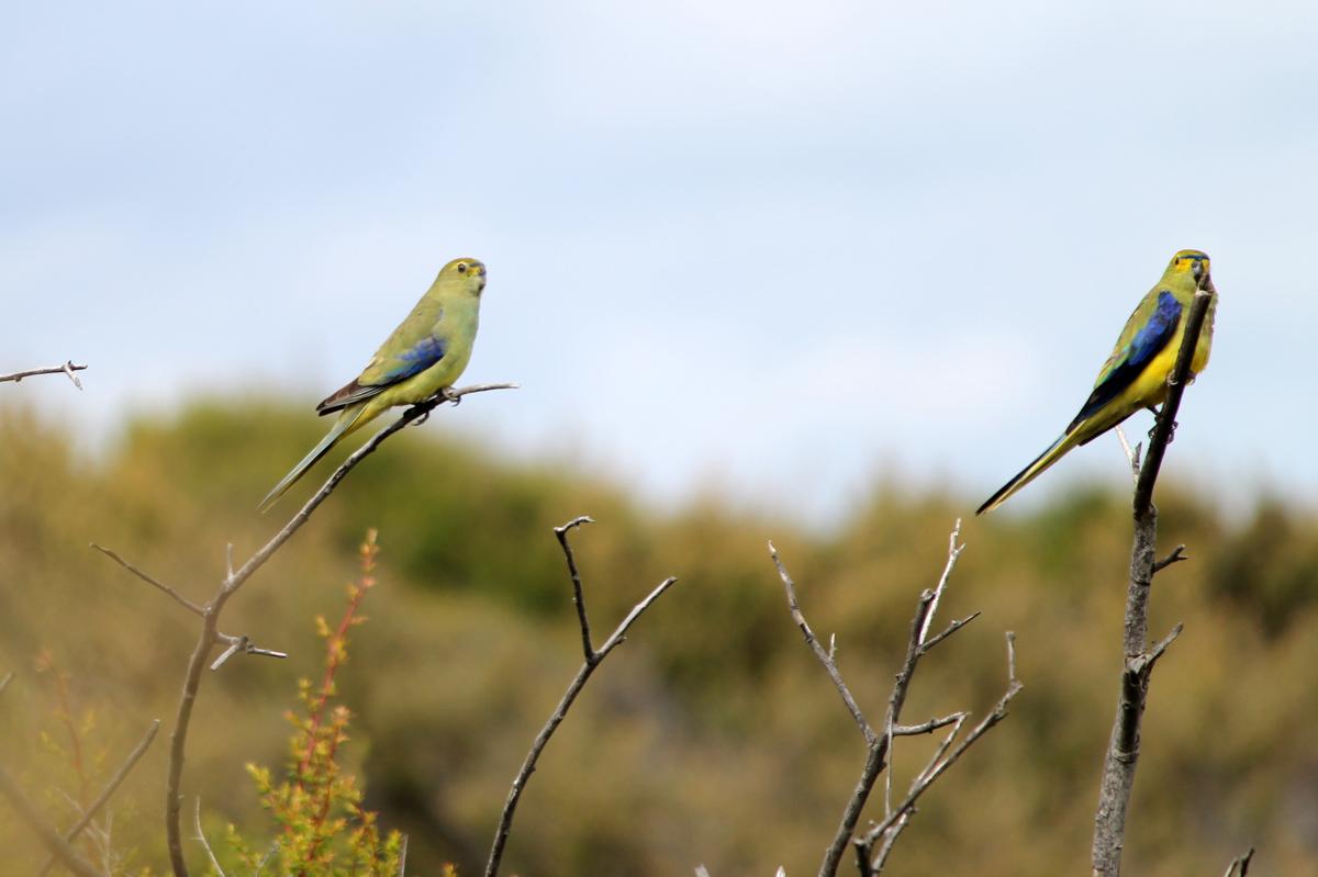 Blue-winged Parrot (Neophema chrysostoma)