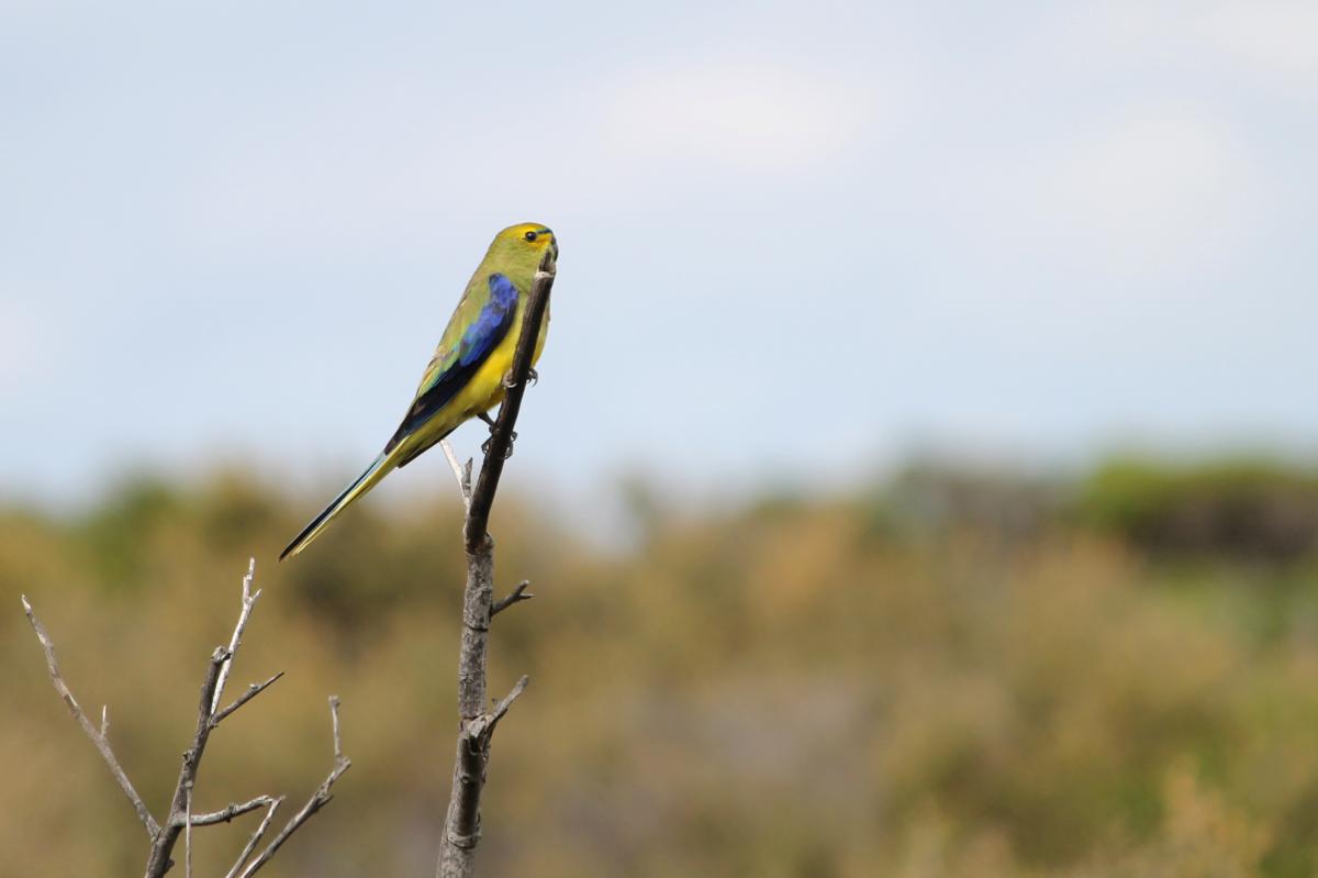 Blue-winged Parrot (Neophema chrysostoma)