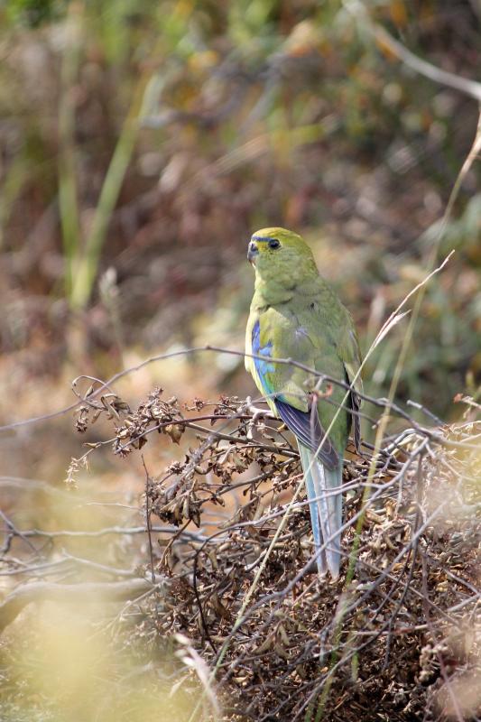 Blue-winged Parrot (Neophema chrysostoma)