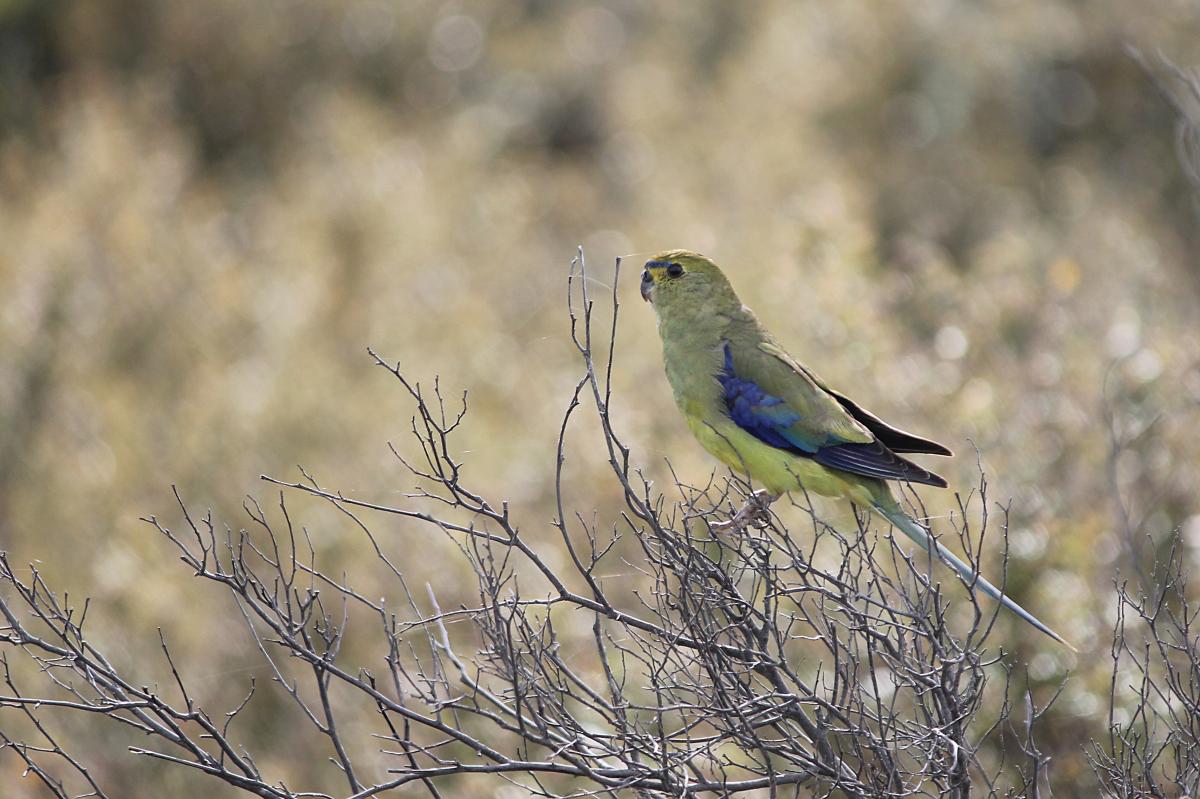 Blue-winged Parrot (Neophema chrysostoma)