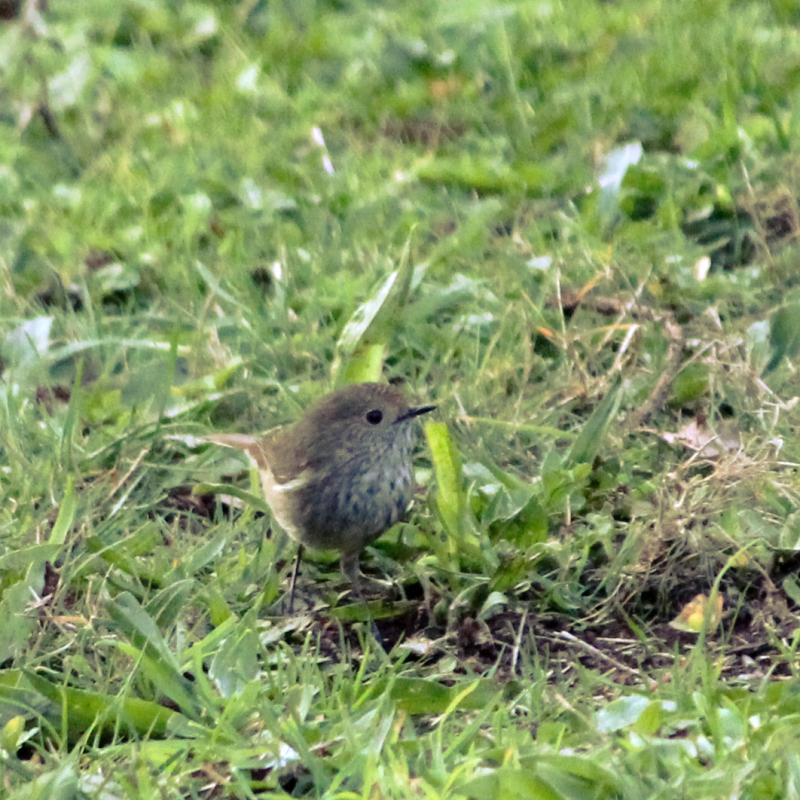 Brown Thornbill (Acanthiza pusilla)