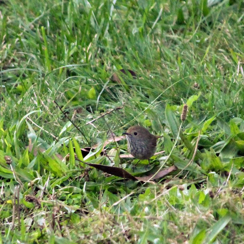 Brown Thornbill (Acanthiza pusilla)