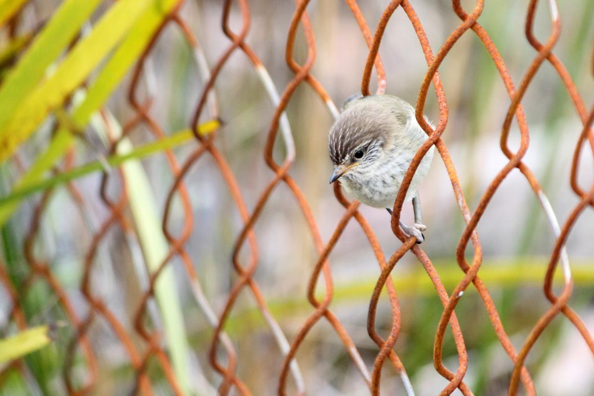 Brown Thornbill (Acanthiza pusilla)