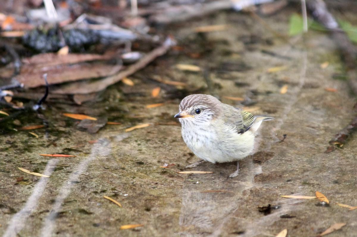 Brown Thornbill (Acanthiza pusilla)