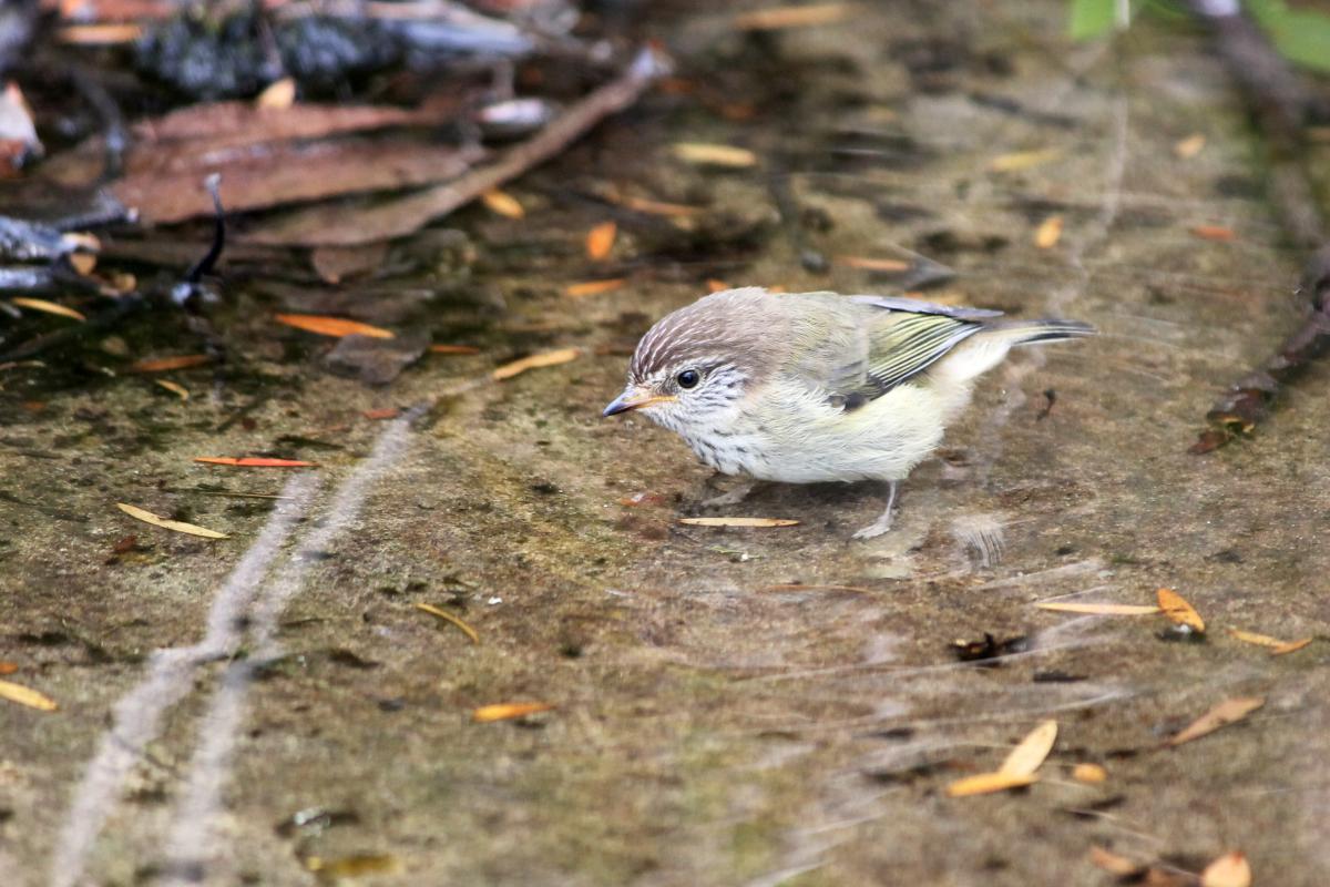 Brown Thornbill (Acanthiza pusilla)