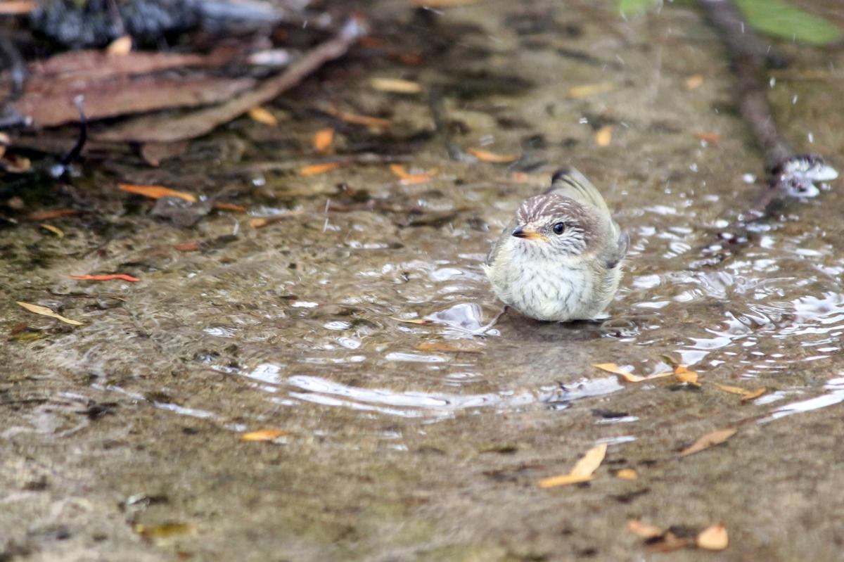 Brown Thornbill (Acanthiza pusilla)