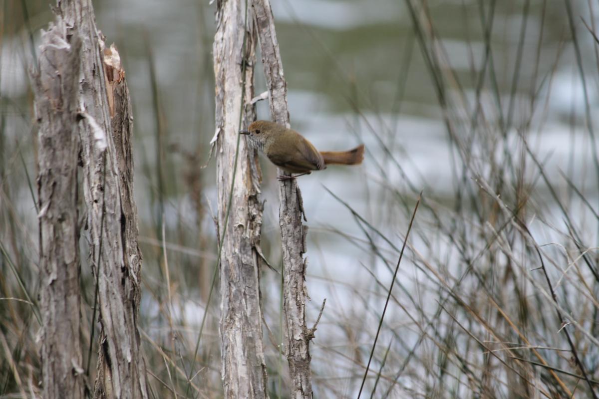 Brown Thornbill (Acanthiza pusilla)