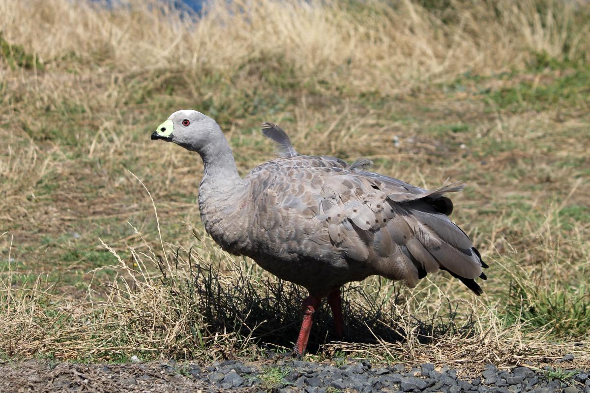 Cape Barren Goose (Cereopsis novaehollandiae)