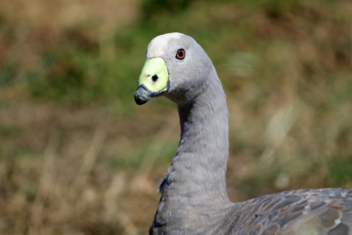 Cape Barren Goose (Cereopsis novaehollandiae)