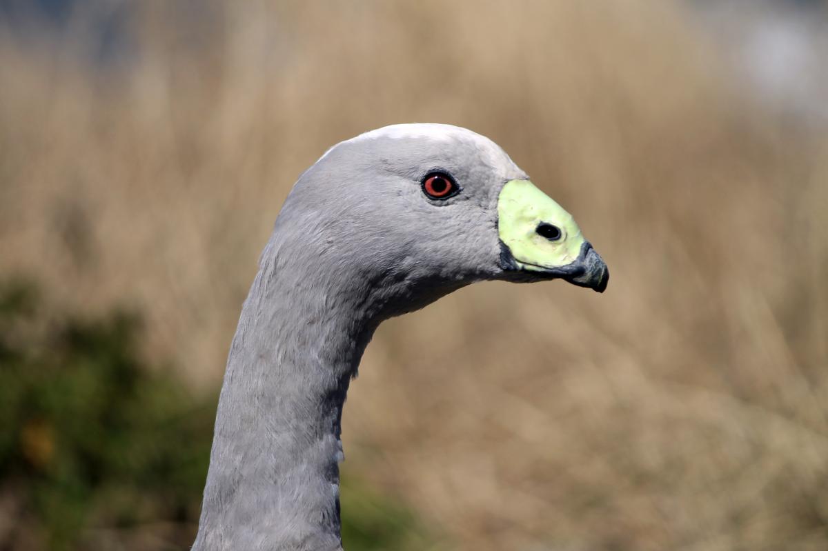 Cape Barren Goose (Cereopsis novaehollandiae)