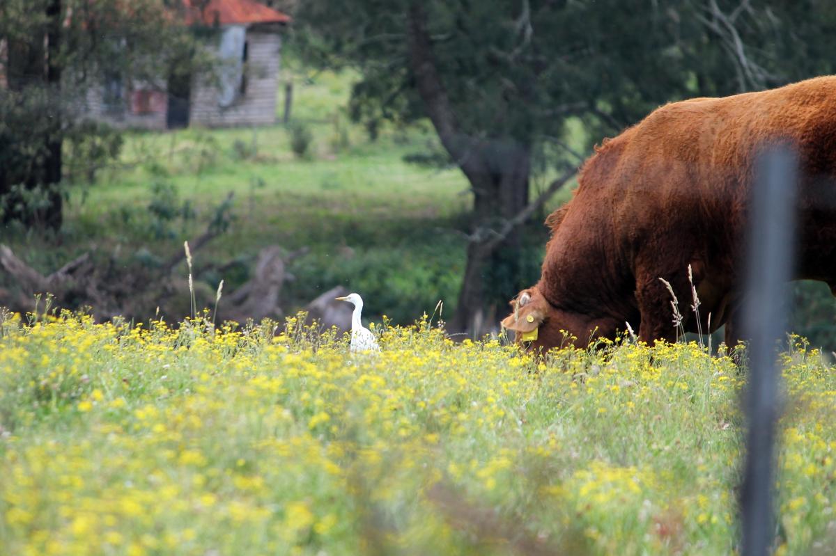 Cattle Egret (Bubulcus ibis)