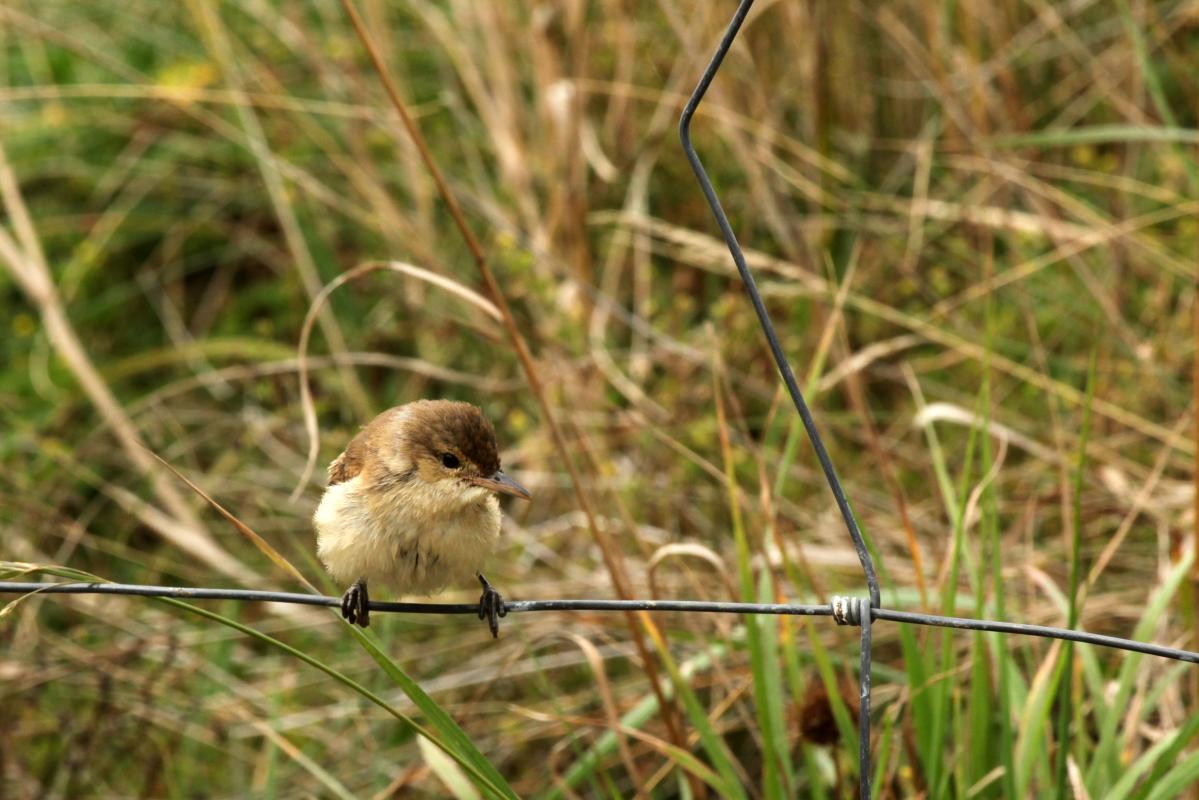 Clamorous Reed Warbler (Acrocephalus stentoreus)