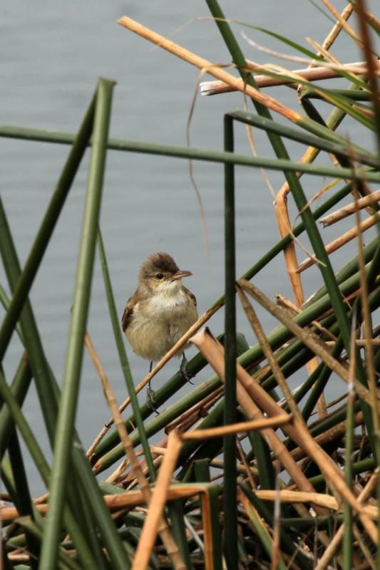 Clamorous Reed Warbler (Acrocephalus stentoreus)