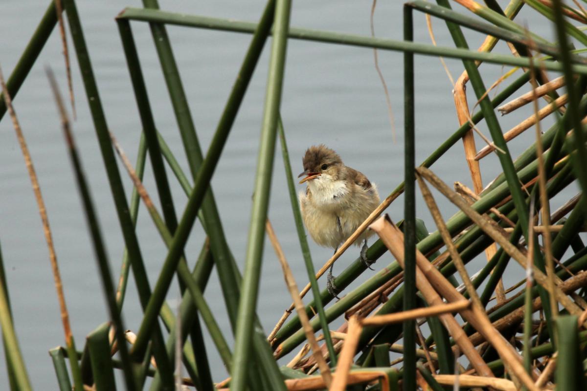 Clamorous Reed Warbler (Acrocephalus stentoreus)