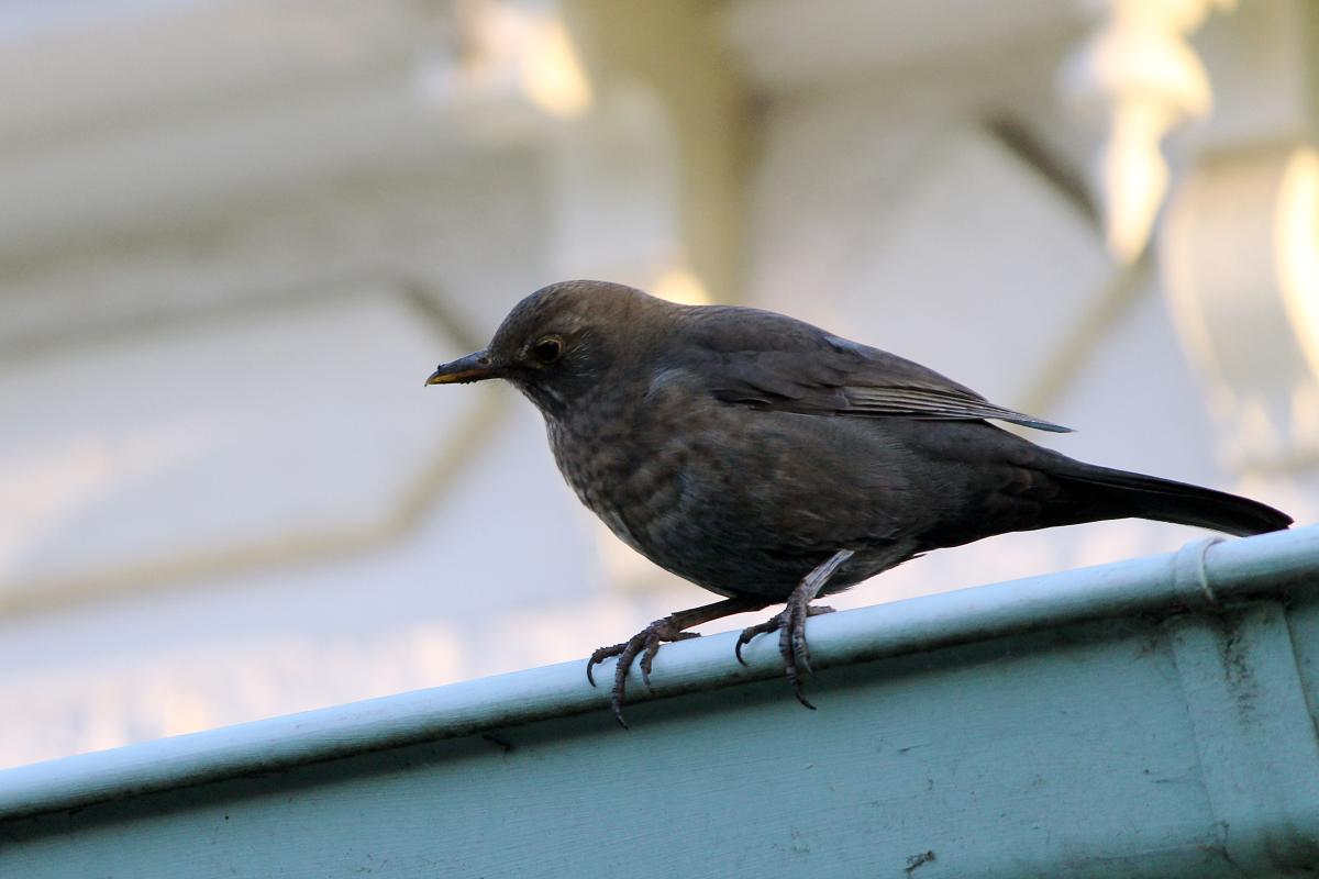 Common Blackbird (Turdus merula)